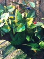 green tree2.jpg