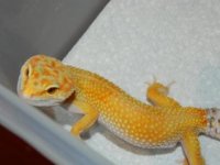 geckos 011.JPG