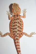 hettranfemale2.jpg