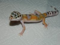 geckos 013.JPG