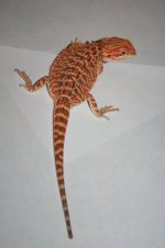 redheadtailbetter.jpg