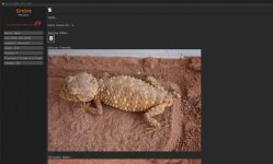 geckoUK.jpg