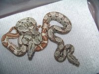 2012 sunglow litter GOO 011.jpg