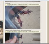 tubgeckos.jpg
