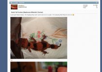 papertowelgecko1.jpg