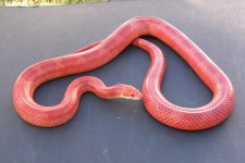 M. Hypo Bloodred.jpg
