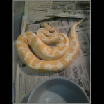 snake 1.png