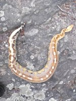 DSCF6542.jpg