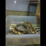 snake 3.png