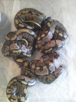 dh caramel pied #3.jpg