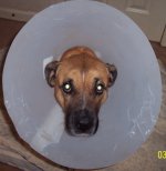 roxie3.jpg