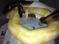 albinoxpied.JPG