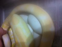 albinoeggs12.JPG