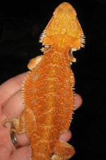babyredmale.jpg