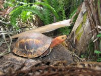 erichbouretticloseupwholeturtle.jpg