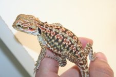 Dunner leather male poss het hypo.jpg