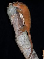 SANY0346855122573.jpg