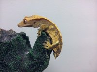 IMG_20120517_212615134778524.jpg