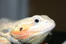 IMG_3108.jpg