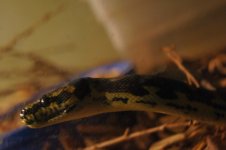 DSC08408.jpg
