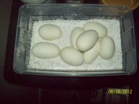 100_0330.jpg
