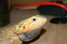 IMG_3098.jpg