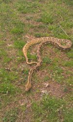 IMAG0245.jpg