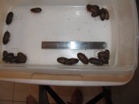 Roaches 008 large dubias.jpg