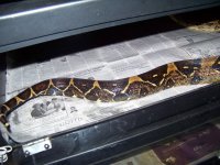 2012 sunglow litter GOO 012.jpg