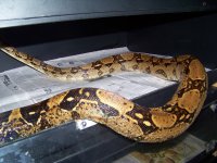 2012 sunglow litter GOO 013.jpg