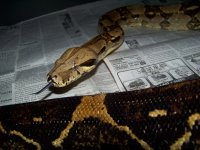 2012 sunglow litter GOO 014.jpg
