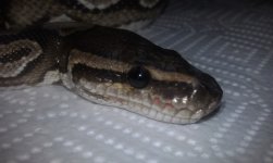 IMAG0432.jpg