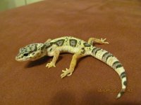 IMG_2262.jpg