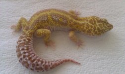 geckosale.jpg