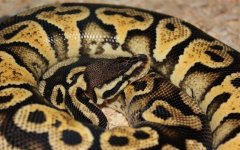 Pastel Yellow Belly Female (2).jpg