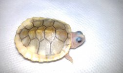 IMAG1108.jpg