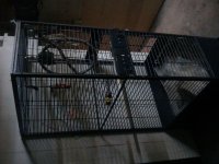 cage1.jpg