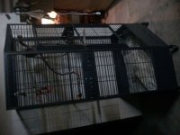 cage3.jpg