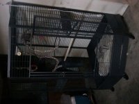 cage2.jpg