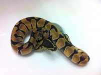 Enchi 1.jpg