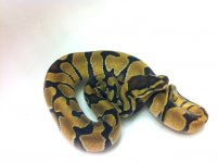 Enchi 2.jpg