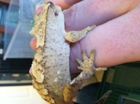 gecko1.jpg