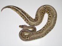Pewter Vanilla M2 5-29-12 016.jpg