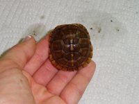 Baby 4- lrgest in sm birtha tub.jpg