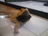dragon1.jpg