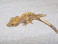 geckos 2-2012 024.jpg