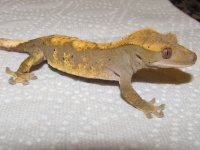 geckos 2-2012 031.jpg