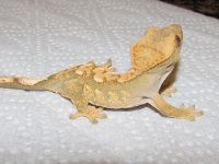 geckos 2-2012 029.jpg