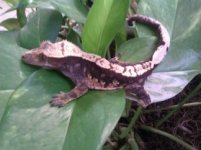 animals 2011-2012 013.jpg