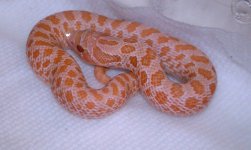 pink&hypo 016 (640x383).jpg